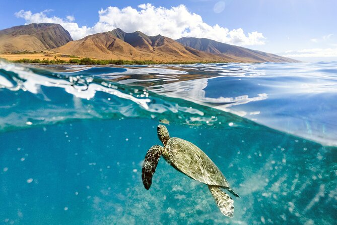 Turtles & Tacos Luxury Catamaran Snorkel - The turtle stop is the reason to book