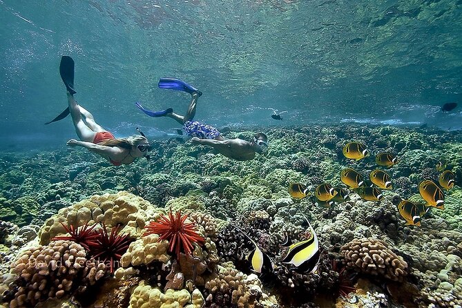 Turtles & Tacos Luxury Catamaran Snorkel - Tacos, margaritas, and a comfortable return trip