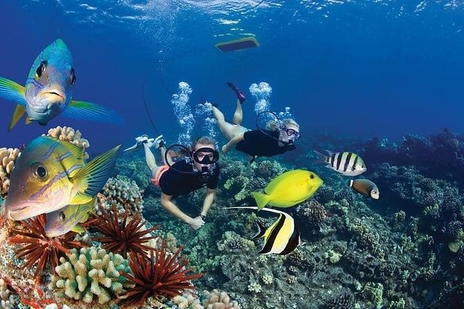 Turtles & Tacos Luxury Catamaran Snorkel - Should you book Turtles & Tacos?