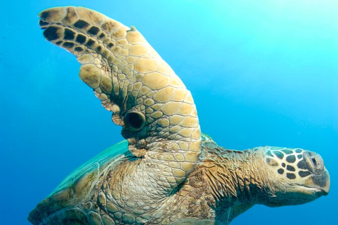 Two Site Snorkeling Adventure featuring the Molokini Crater - Is $174 a fair price?