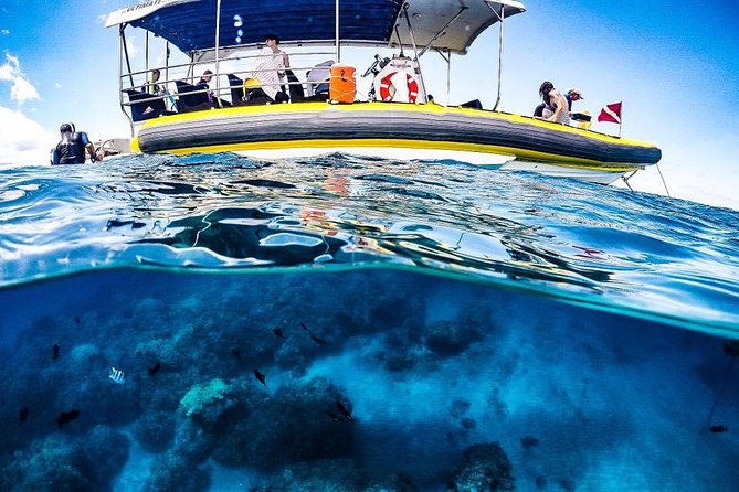 Ultimate 4 Hour Lanai Snorkel and Dolphin Encounter - Dolphins, whales, and the luck factor