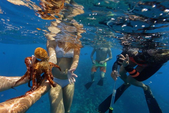 Ultimate 4 Hour Lanai Snorkel and Dolphin Encounter - Who should book this Lanai snorkel tour