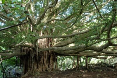 Ultimate Hana Full-Day Adventure Tour