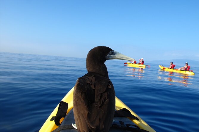Ultimate Maui Kayak Snorkel Experience - Small groups help families and first-time snorkelers