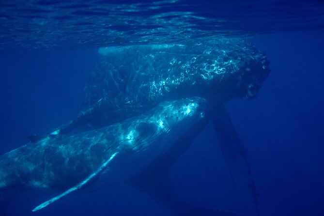 Ultimate Maui Whale Watch Snorkel Tour - Starting at Makena at 7:15 am