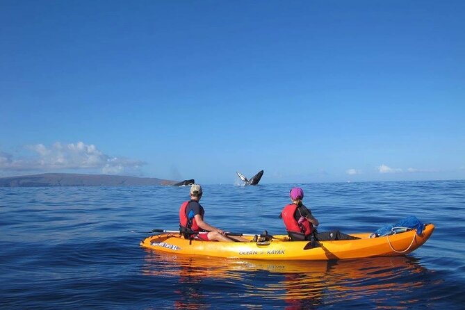 Ultimate Maui Whale Watch Snorkel Tour - What Griff brings to the morning