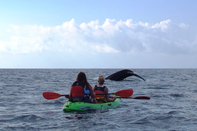 Ultimate Maui Whale Watch Snorkel Tour - What is included, and what is not