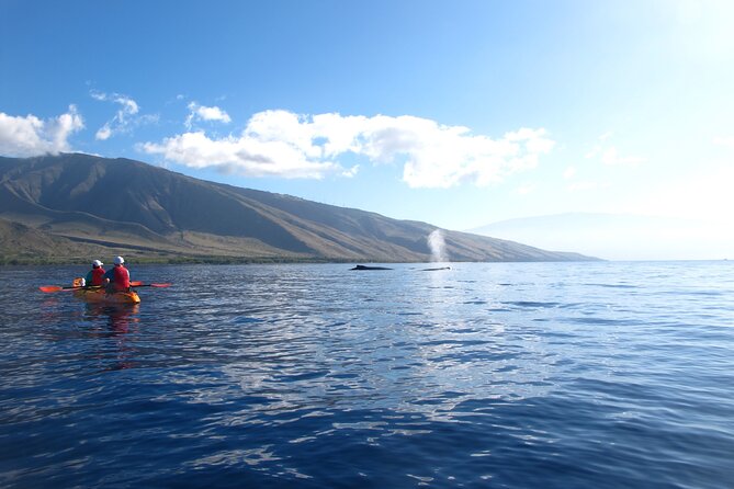Ultimate Maui Whale Watch Snorkel Tour - Who will enjoy this tour most