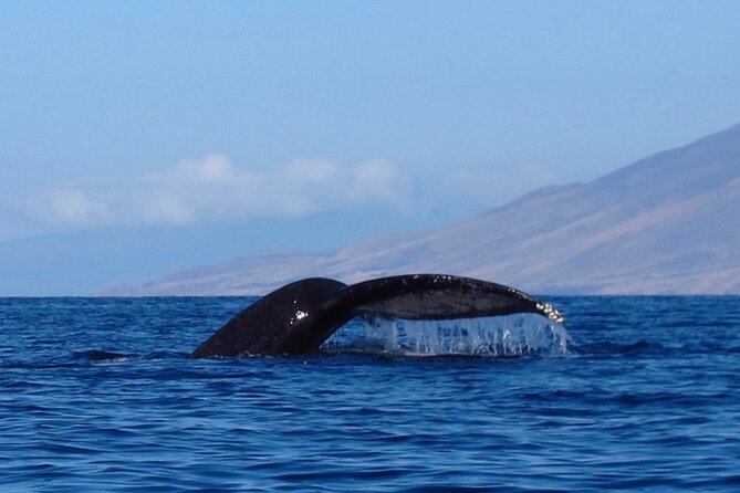Ultimate Maui Whale Watch Snorkel Tour - Paddling the south Maui coast