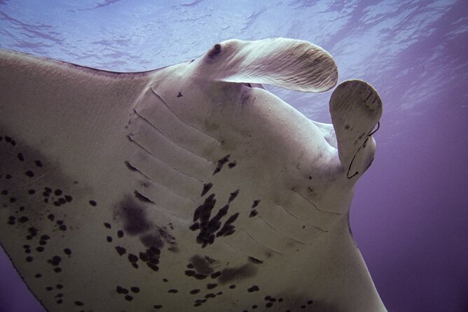 Underwater Scooter Dive (Certified Divers Only) Makena Wailea - Is $175 a fair price?