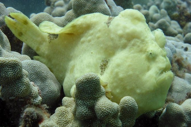 Underwater Scooter Dive (Certified Divers Only) Makena Wailea - Who should book this experience?