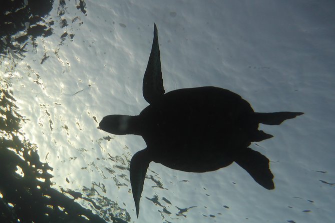 Underwater Scooter Dive (Certified Divers Only) Makena Wailea - What the underwater scooter actually adds