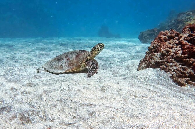 Unlimited Guided Snorkeling Tour for Beginners Plus - How the teaching style helps nervous swimmers