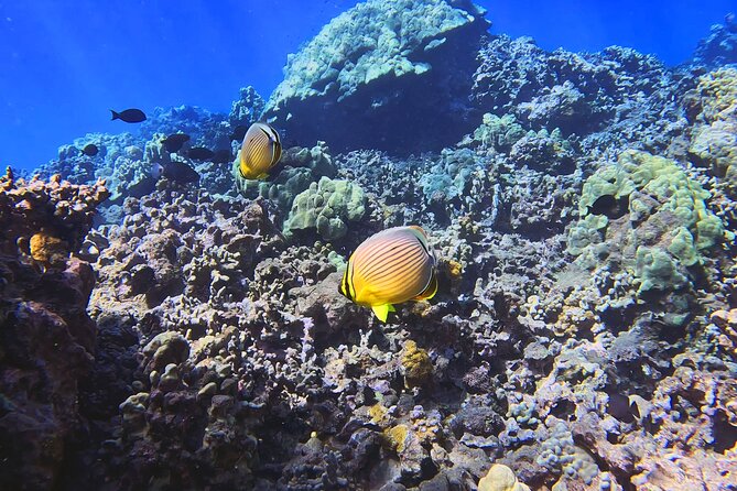 Unlimited Guided Snorkeling Tour for Beginners Plus - Personal attention without booking a private tour