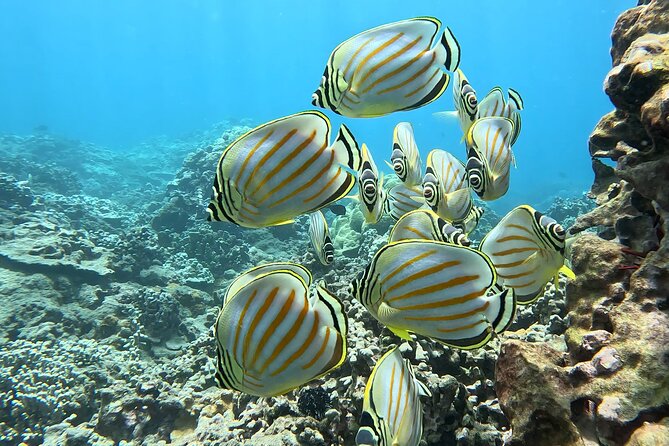 Unlimited Guided Snorkeling Tour for Beginners Plus - What the $70.25 price includes