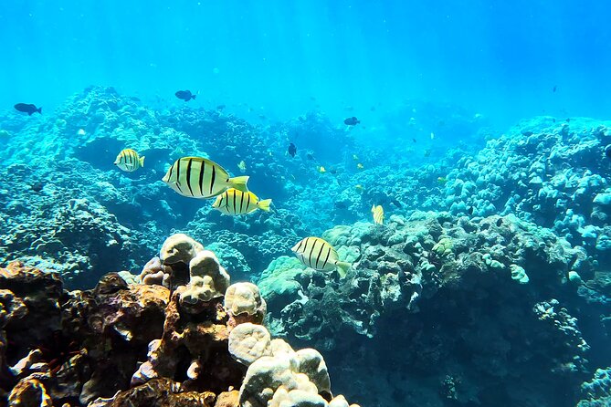 Unlimited Guided Snorkeling Tour for Beginners Plus - Weather, cancellations, and planning your day