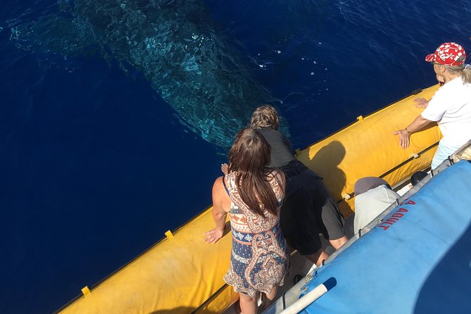VIP (12 Guests ONLY) Ultimate Whale Watch - Key points at a glance