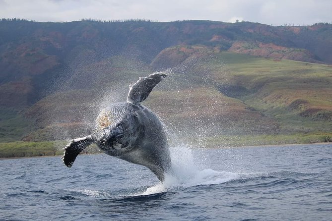 VIP (12 Guests ONLY) Ultimate Whale Watch - Why the small raft changes the whale watch
