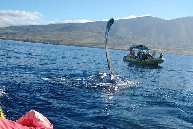 VIP (12 Guests ONLY) Ultimate Whale Watch - What you may see in whale season