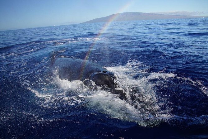VIP (12 Guests ONLY) Ultimate Whale Watch - The marine naturalist and hydrophone