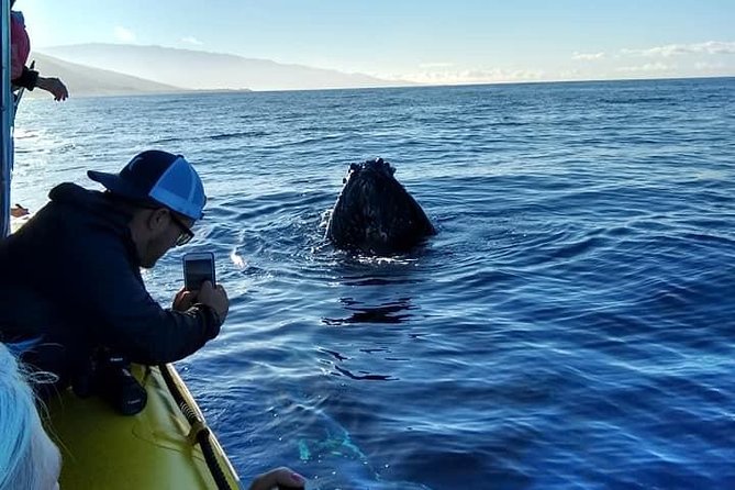 VIP (12 Guests ONLY) Ultimate Whale Watch - The ride, comfort, and camera advice
