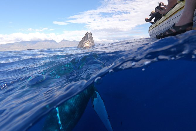 VIP (12 Guests ONLY) Ultimate Whale Watch - Is $125 a good value?