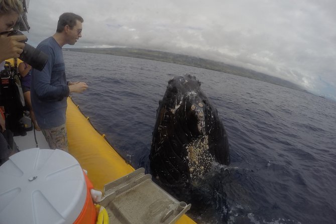 VIP (12 Guests ONLY) Ultimate Whale Watch - How to make the most of the two hours