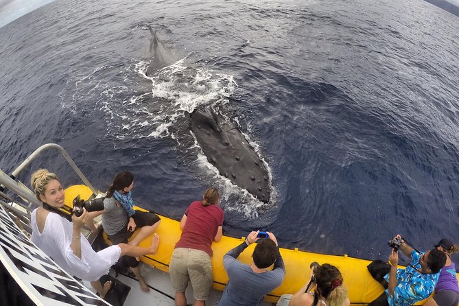 VIP (12 Guests ONLY) Ultimate Whale Watch - Leaving Lahaina Harbor for the search