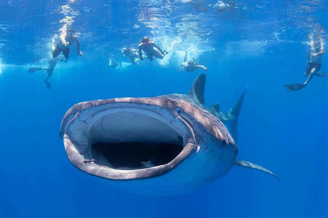 VIP Aloha Nui Snorkel Adventure w/ optional SCUBA from Lahaina - A Small Boat That Follows the Water