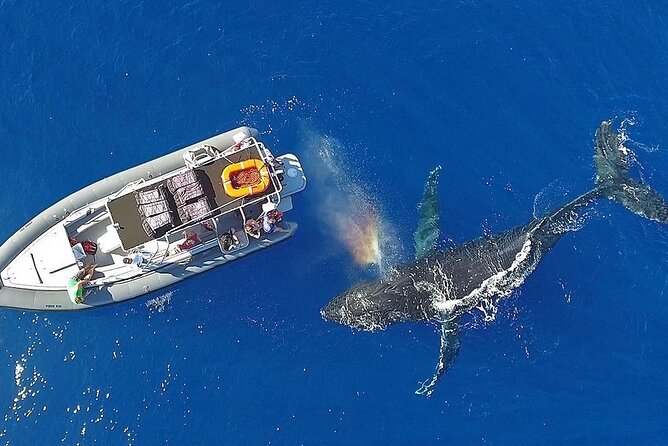 VIP Premiere Whale Watch Kaanapali Beach MAX 12 PASSENGERS - The crew adds more than whale spotting