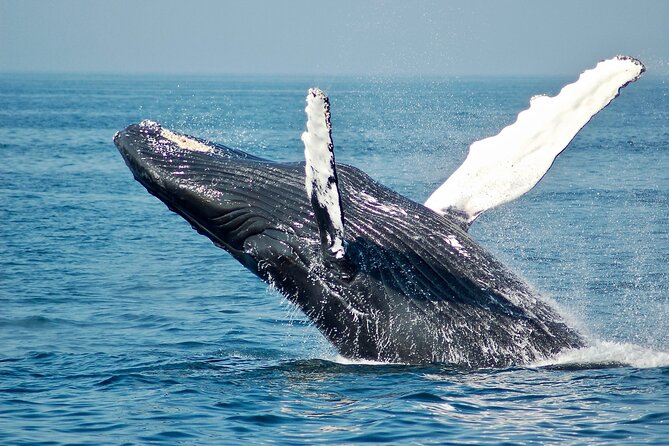 VIP Premiere Whale Watch Kaanapali Beach MAX 12 PASSENGERS - The best time for a comfortable ride