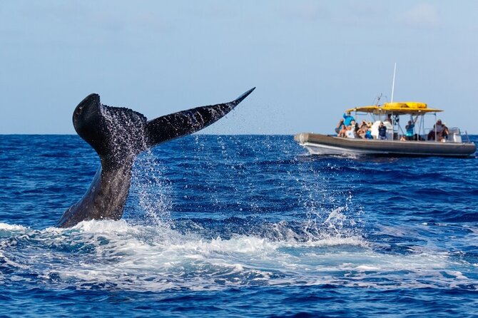 VIP Premiere Whale Watch Kaanapali Beach MAX 12 PASSENGERS - Booking, cancellations, and one important warning
