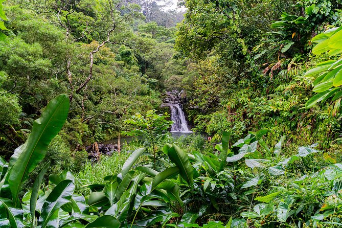 VIP Private Full-Day Road to Hana Tour from Lahaina-Kapalua - The famous highway is the main attraction