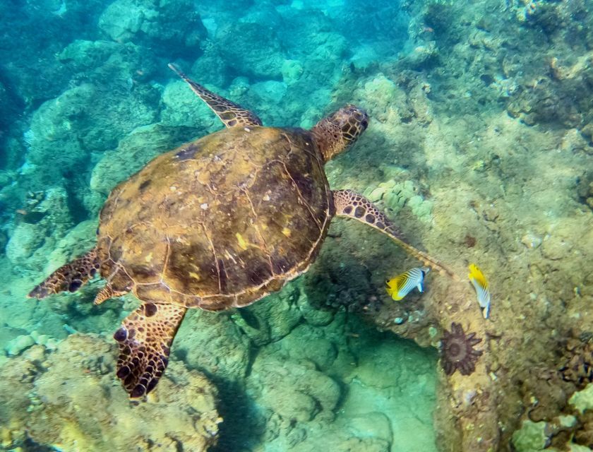 Wailea Beach: Snorkeling for Non-Swimmers Guided Tour - Why This Wailea Snorkel Works for First-Timers