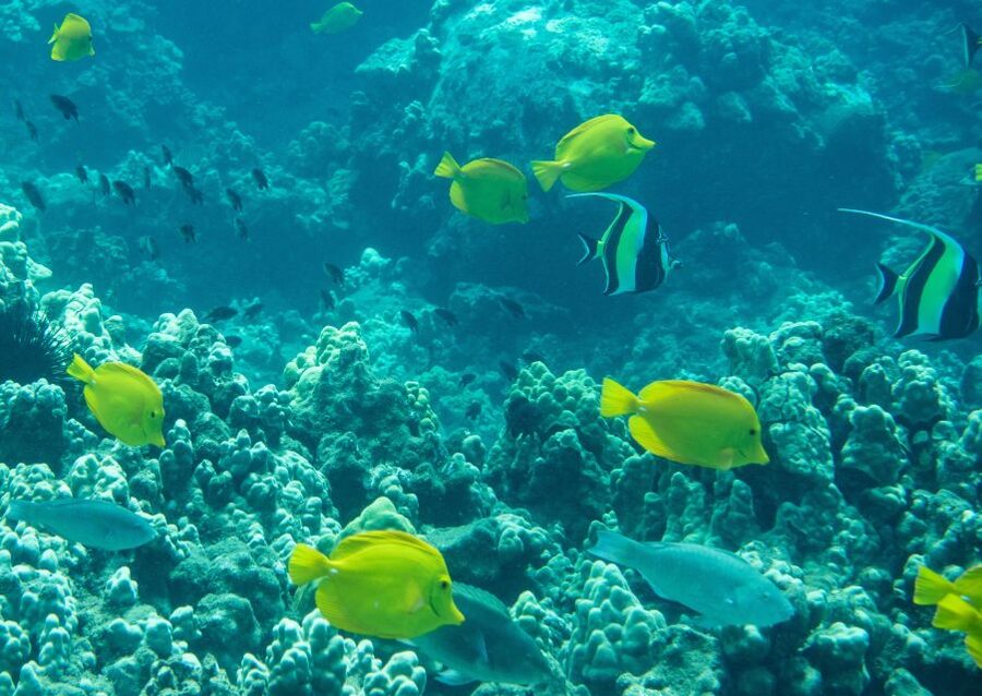 Wailea Beach: Snorkeling for Non-Swimmers Guided Tour - The First 20 Minutes: Equipment and Safety