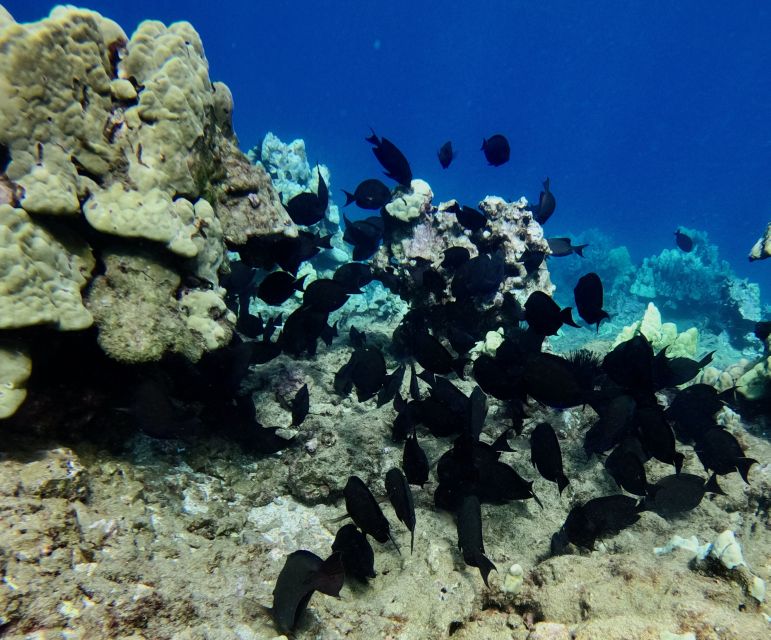 Wailea Beach: Snorkeling for Non-Swimmers Guided Tour - Shallow Water Practice at Wailea Beach