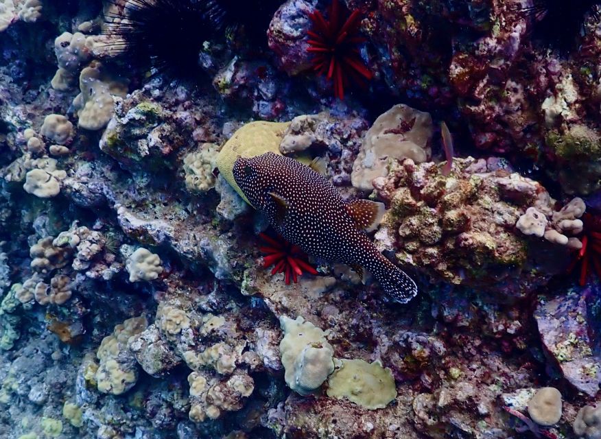 Wailea Beach: Snorkeling for Non-Swimmers Guided Tour - The Reef and the Short Trip into Deeper Water