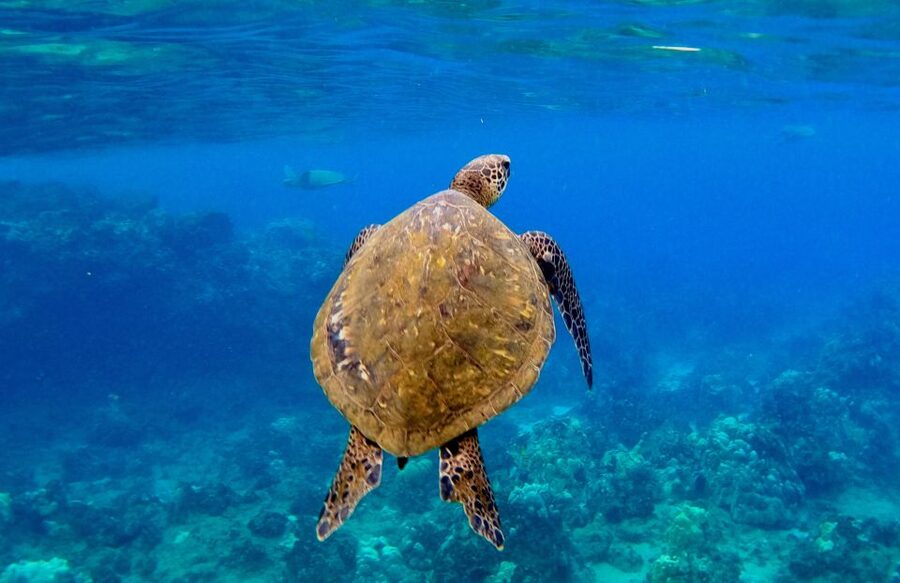 Wailea Beach: Snorkeling for Non-Swimmers Guided Tour - How the Guides Shape the Experience