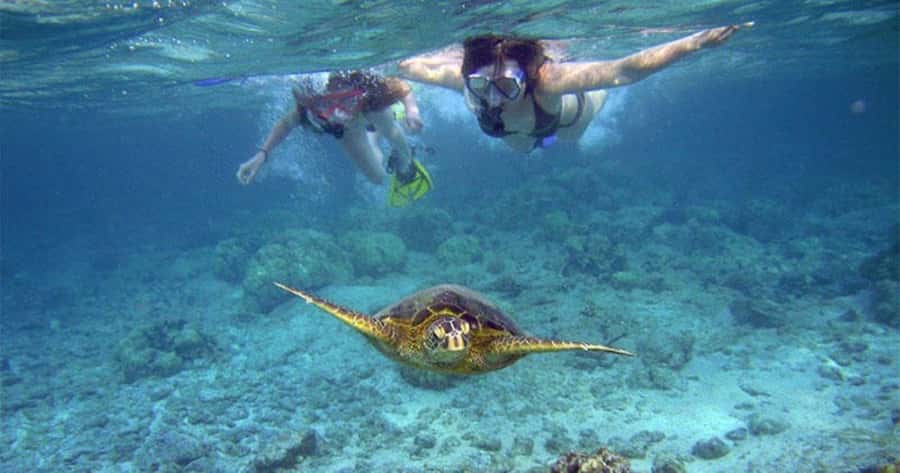 Wailea-Makina: Sea Caves, Molokini Snorkel & Turtle Town - Key things to know before booking