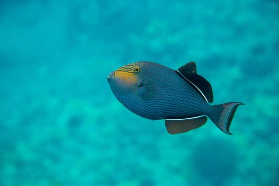 Wailea-Makina: Sea Caves, Molokini Snorkel & Turtle Town - Breakfast and the first remote snorkeling stop