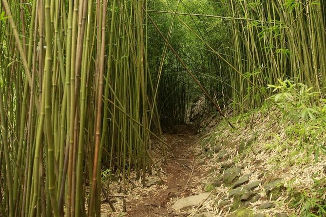 Waterfall and Rainforest Adventure - Waikamoi Ridge Trail for a short rainforest walk