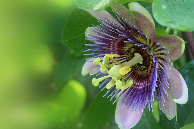 Waterfall, Rainforest, Chocolate Tour & Historical Sites - Walking through Kings Gardens