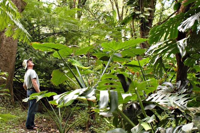 Waterfall & Rainforest Hiking Adventure with Hotel Pickup - At a glance