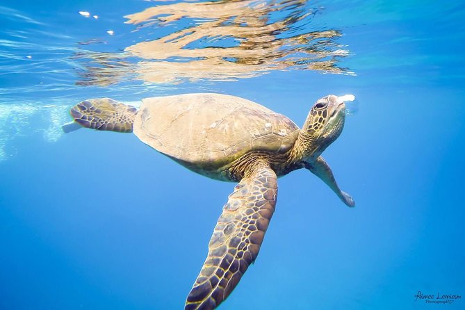 West Maui Afternoon Snorkel from Ka’anapali Beach - Booking, cancellations, and weather