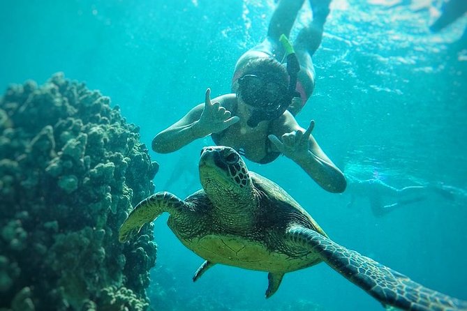 West Maui Half Day Snorkel from Ka’anapali Beach - Whale and dolphin watching can steal the show