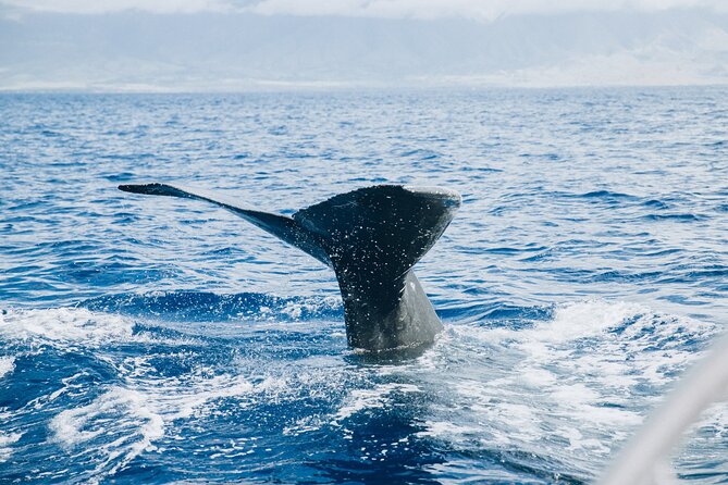 West Maui Snorkel & Sail - The crew and the feel of the boat
