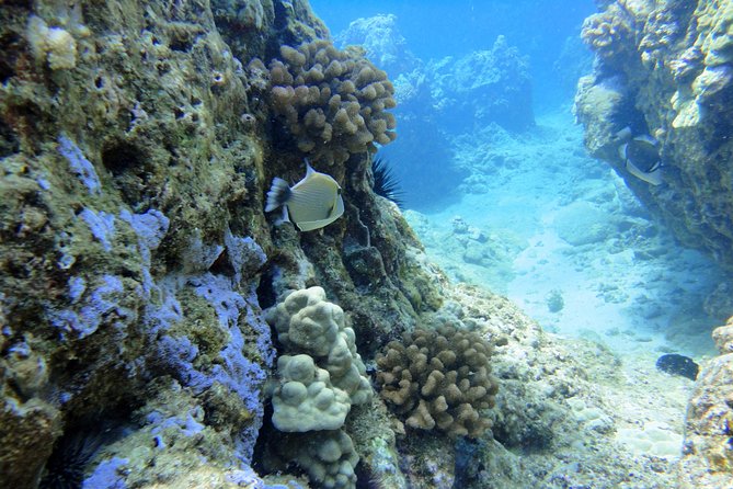 West Maui Snorkeling Experience by Boat from Ka'anapali - Why this West Maui trip feels more personal