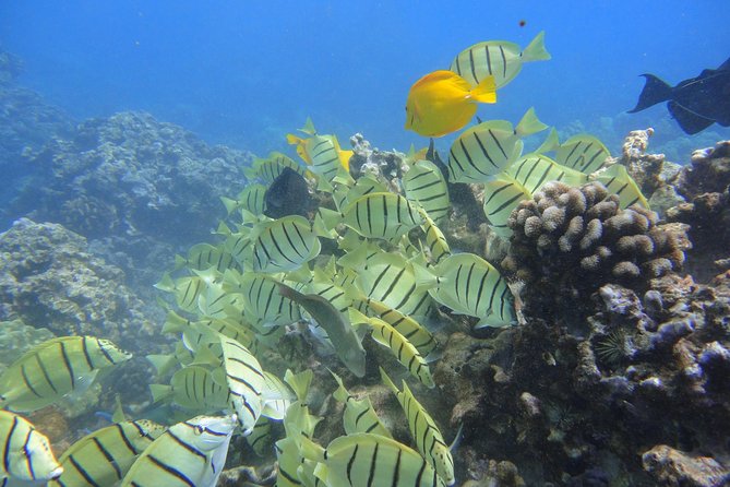 West Maui Snorkeling Experience by Boat from Ka'anapali - Stop one: Honolua Bay and the first reef swim