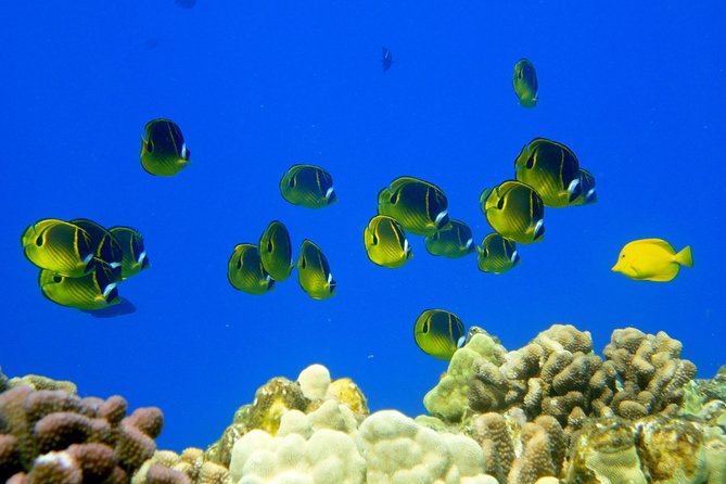 West Maui Snorkeling Experience by Boat from Ka'anapali - Is $193.17 a fair price?