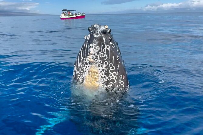 West Maui Sunset Whale Watch - Key points at a glance